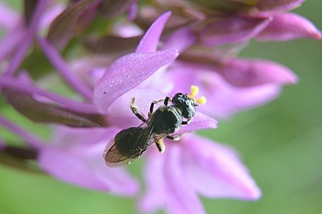 Ceratina cucurbitina (Apidae) su Anacamptis pyramidalis